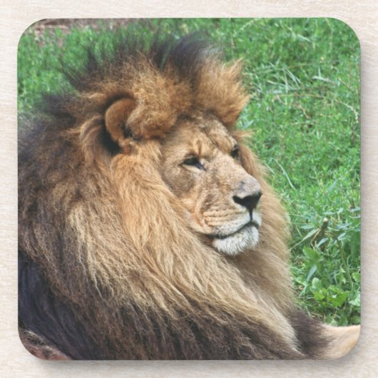 Dessous-de-verre Lion_2015_0701 (Devant)