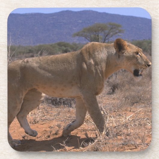 Dessous-de-verre Lion 3 (Devant)