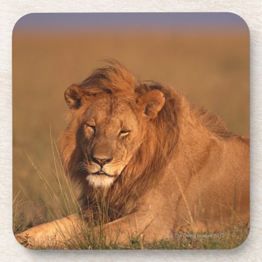 Dessous-de-verre Lion 8 (Devant)
