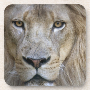 Dessous-de-verre Lion adulte mâle au zoo de Sacramento, CA
