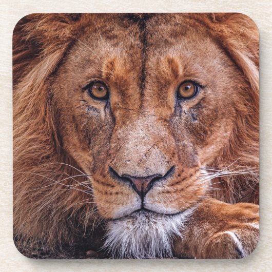 Dessous-de-verre Lion africain (Devant)