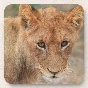 Dessous-de-verre Lion CUB