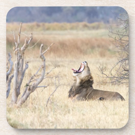 Dessous-de-verre Lion de Yawning (Devant)