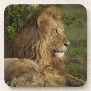 Dessous-de-verre Lion, Panthera leo, Lower Mara, Masai Mara GR,