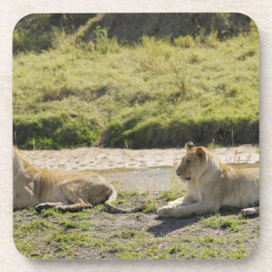 Dessous-de-verre lion (Panthera Lion), deux jeune lionne, masai