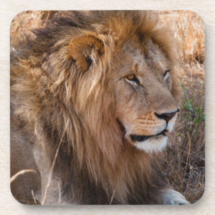 Dessous-de-verre Lion réserve nationale du Maasai Mara, Kenya
