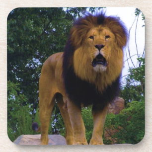 Dessous-de-verre Lion sur un rocher