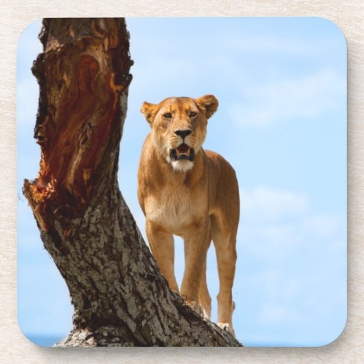 Dessous-de-verre Lionne (Devant)