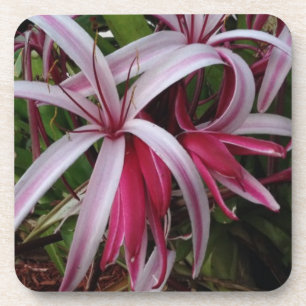 Dessous-de-verre Lis Crinum pourpre de la reine Emma