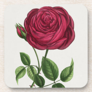 Dessous-de-verre Lithographie de rose antique, François-Frédéric Gr