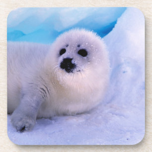 Dessous-de-verre Little Harp Seal Pup Covered in Snowflakes