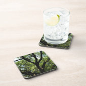 Dessous-de-verre Live Oak dans la savane du centre (Côté Droit)