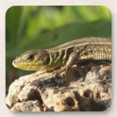 Dessous de verre Lizard (Devant)