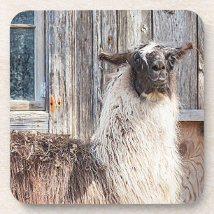 Dessous-de-verre Llama devant une grange