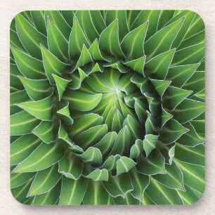 Dessous-de-verre Lobelia géante  Parc national du Mont Kenya, Keny