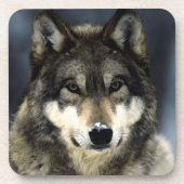 Dessous-de-verre Loup (Devant)