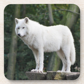 Dessous-de-verre Loup blanc sauvage