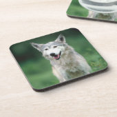 Dessous-de-verre Loup gris 2 (Côté gauche)