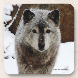 Dessous-de-verre Loup gris dans la neige