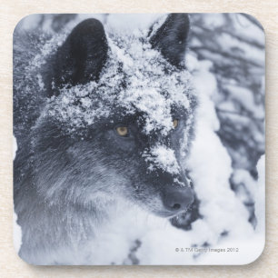 Dessous-de-verre Loup solitaire dans la neige