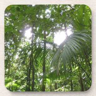 Dessous-de-verre Lumière du soleil à travers la canopée de la forêt