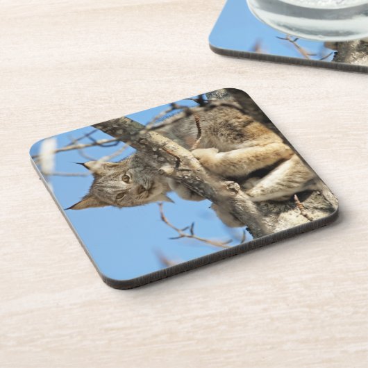 Dessous-de-verre Lynx espiègle (Côté gauche)