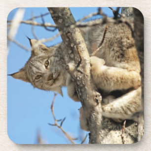 Dessous-de-verre Lynx espiègle