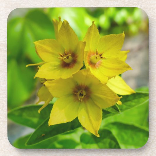 Dessous-de-verre Lysimachia punctata (Devant)