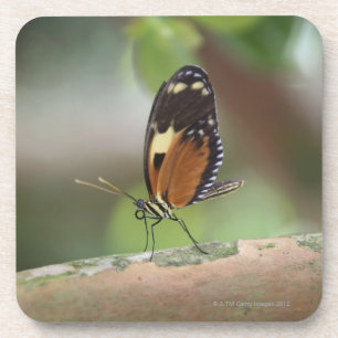 Dessous-de-verre Macro de papillon