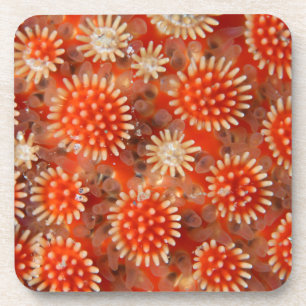 Dessous-de-verre Macro étoile de mer