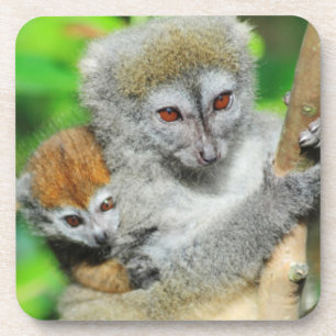 Dessous-de-verre Madagascar, Andasibe, Ile Aux Lemuriens, Mère