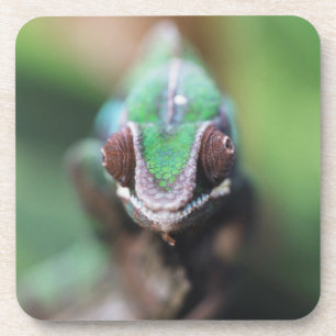 Dessous-de-verre Madagascar, Caméléon panthère à barre rouge