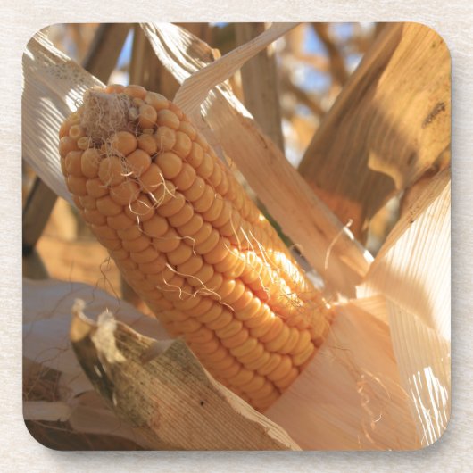 Dessous-de-verre Maïs de terrain sur Stalk (Devant)