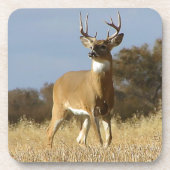 Dessous-de-verre Mâle de Whitetail d'automne (Devant)