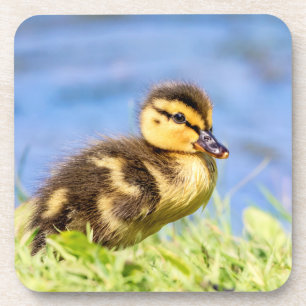 Dessous-de-verre Mallard Duckling