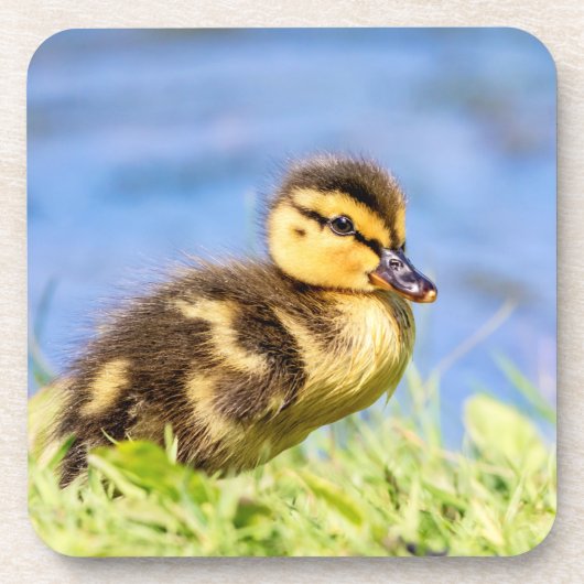 Dessous-de-verre Mallard Duckling (Devant)