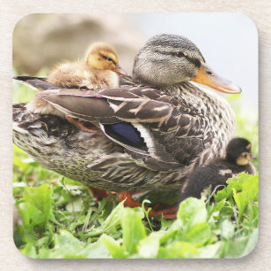 Dessous-de-verre Mallard femelle entouré par des canetons