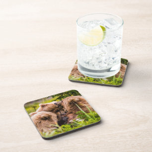 Dessous-de-verre Mama bear nourrit ses deux petits, Lake Clark Nati