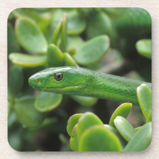 Dessous-de-verre Mamba vert oriental (Dendroaspis angusticeps) (Devant)