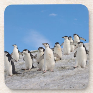 Dessous-de-verre Manchots à Collier Pygoscelis Antarctica