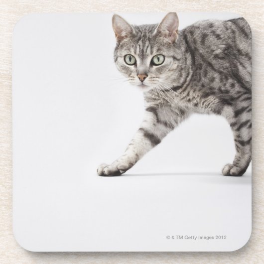 Dessous-de-verre Marche de chat (Devant)