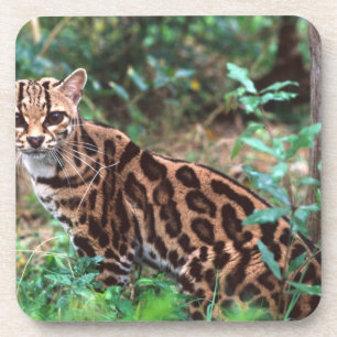 Dessous-de-verre Margay, Leopardus wiedi, Originaire du Mexique jus