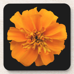 Dessous-de-verre Marigold orange sur Arrière - plan noir