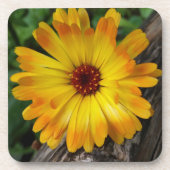 Dessous-de-verre marigold sur le journal (Devant)
