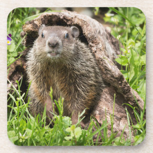 Dessous-de-verre Marmotte dans un tronc creux