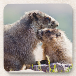 Dessous-de-verre Marmotte mère avec bébé
