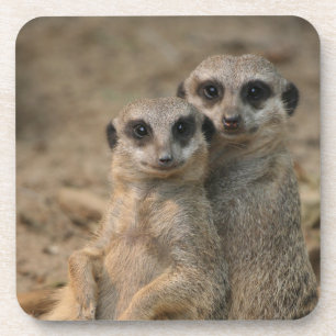 Dessous-de-verre Meerkat 067