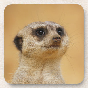 Dessous-de-verre Meerkat 2014-1101