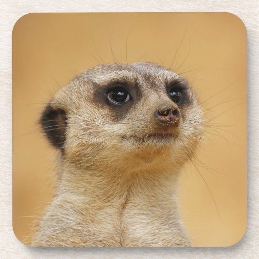 Dessous-de-verre Meerkat 2014-1101 (Devant)