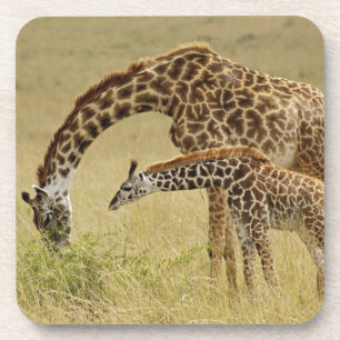 Dessous-de-verre Mère et bébé Masai Giraffe, Giraffa